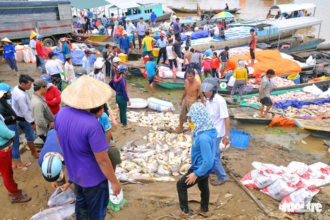 Hàng trăm tấn cá chết trắng bè, dân La Ngà khóc ròng - Ảnh 3. Hàng trăm tấn cá chết trắng bè, dân La Ngà khóc ròng - Ảnh 3.