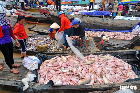 Hàng trăm tấn cá chết trắng bè, dân La Ngà khóc ròng - Ảnh 1. Hàng trăm tấn cá chết trắng bè, dân La Ngà khóc ròng - Ảnh 1.