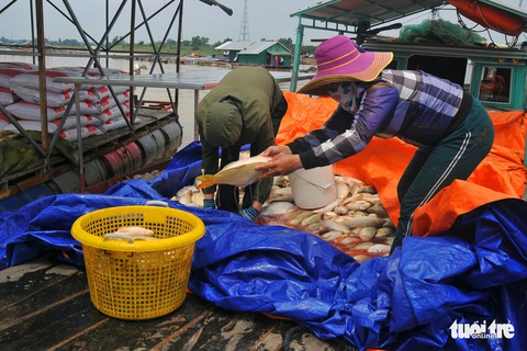 Hàng trăm tấn cá chết trắng bè, dân La Ngà khóc ròng - Ảnh 4. Hàng trăm tấn cá chết trắng bè, dân La Ngà khóc ròng - Ảnh 4.