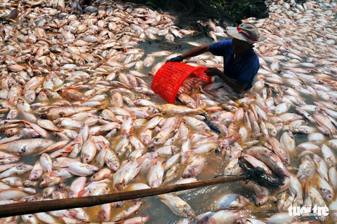Nồng độ NH4, NO2 nước sông La Ngà vượt chuẩn nhiều lần - Ảnh 2. Nồng độ NH4, NO2 nước sông La Ngà vượt chuẩn nhiều lần - Ảnh 2.