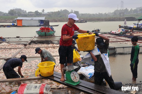 Nồng độ NH4, NO2 nước sông La Ngà vượt chuẩn nhiều lần - Ảnh 4. Nồng độ NH4, NO2 nước sông La Ngà vượt chuẩn nhiều lần - Ảnh 4.