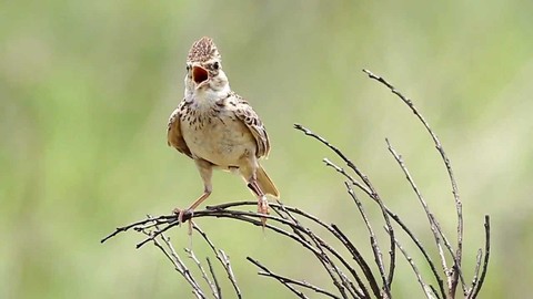 Buôn lậu chim từ Việt Nam, Việt kiều Mỹ đi tù - Ảnh 1. Buôn lậu chim từ Việt Nam, Việt kiều Mỹ đi tù - Ảnh 1.