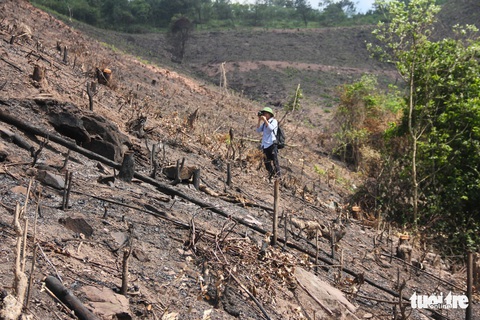 8 ha rừng phòng hộ Quảng Ninh bị chặt trụi trước mặt kiểm lâm - Ảnh 7. 8 ha rừng phòng hộ Quảng Ninh bị chặt trụi trước mặt kiểm lâm - Ảnh 7.