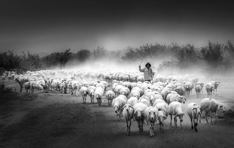 Đàn cừu trở về ở Ninh Thuận nổi bật trên National Geographic - Ảnh 5. Đàn cừu trở về ở Ninh Thuận nổi bật trên National Geographic - Ảnh 5.