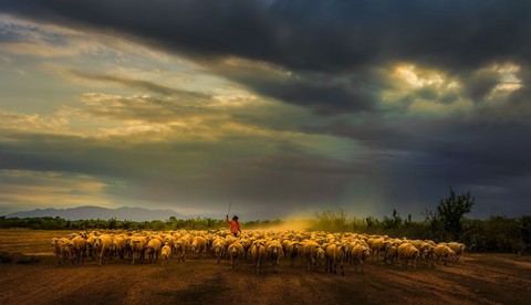 Đàn cừu trở về ở Ninh Thuận nổi bật trên National Geographic - Ảnh 4. Đàn cừu trở về ở Ninh Thuận nổi bật trên National Geographic - Ảnh 4.