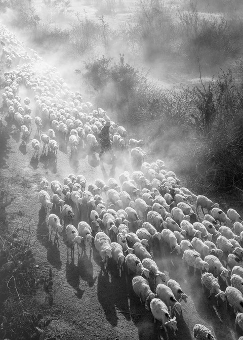 Đàn cừu trở về ở Ninh Thuận nổi bật trên National Geographic - Ảnh 2. Đàn cừu trở về ở Ninh Thuận nổi bật trên National Geographic - Ảnh 2.