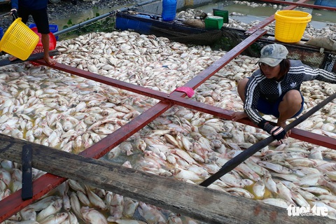 Khảo sát tìm nguyên nhân 1.500 tấn cá chết trên sông La Ngà - Ảnh 1. Khảo sát tìm nguyên nhân 1.500 tấn cá chết trên sông La Ngà - Ảnh 1.