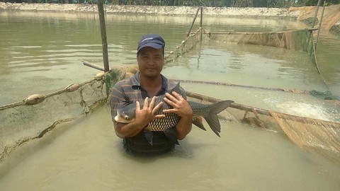 Kiếm bạc tỉ nhờ nuôi cá vua - Ảnh 1. Kiếm bạc tỉ nhờ nuôi cá vua - Ảnh 1.