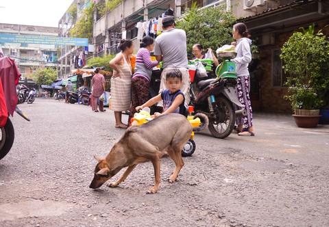 Khủng hoảng với băng nhóm chó mèo ở chung cư - Ảnh 3. Khủng hoảng với băng nhóm chó mèo ở chung cư - Ảnh 3.
