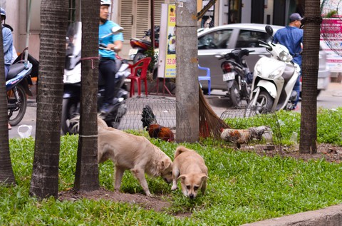 Khủng hoảng với băng nhóm chó mèo ở chung cư - Ảnh 1. Khủng hoảng với băng nhóm chó mèo ở chung cư - Ảnh 1.