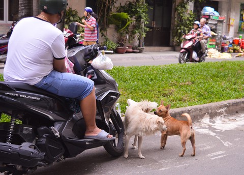 Khủng hoảng với băng nhóm chó mèo ở chung cư - Ảnh 2. Khủng hoảng với băng nhóm chó mèo ở chung cư - Ảnh 2.