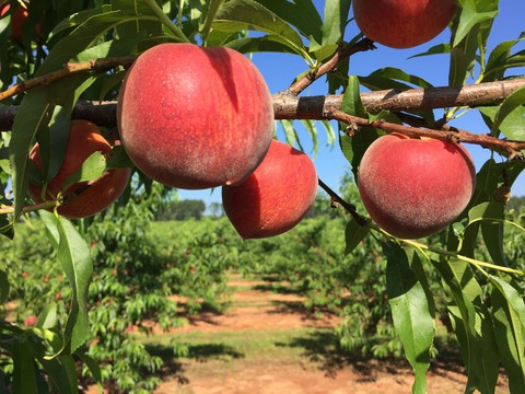 Lạc vào vương quốc đào Fort Valley - Ảnh 2. Lạc vào vương quốc đào Fort Valley - Ảnh 2.