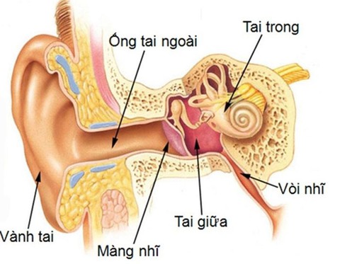 Vì sao màng nhĩ dễ bị thủng? - Ảnh 1. Vì sao màng nhĩ dễ bị thủng? - Ảnh 1.