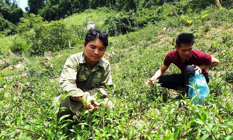 Gùi rau của người Bh’Noong về xuôi - Ảnh 1. Gùi rau của người Bh’Noong về xuôi - Ảnh 1.