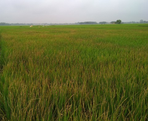 Phun thuốc diệt cỏ để diệt lúa nhà bạn gái vì nghi lấy 1 triệu - Ảnh 1. Phun thuốc diệt cỏ để diệt lúa nhà bạn gái vì nghi lấy 1 triệu - Ảnh 1.