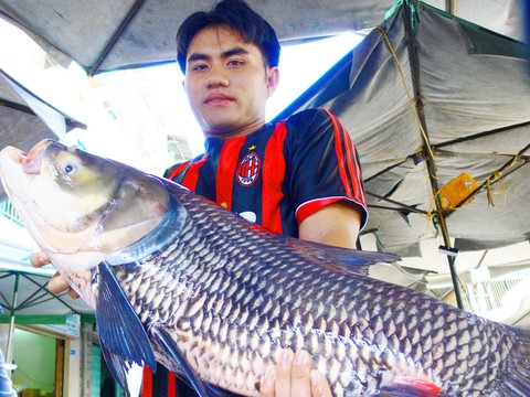 Huyền thoại đánh bắt quái ngư Vàm Nao - Ảnh 2. Huyền thoại đánh bắt quái ngư Vàm Nao - Ảnh 2.