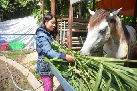 Hạn chế nuôi thú hoang dã làm trò: Khó dẹp được xiếc thú - Ảnh 5. Hạn chế nuôi thú hoang dã làm trò: Khó dẹp được xiếc thú - Ảnh 5.