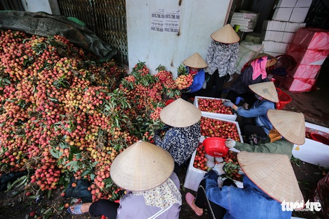 Vải Lục Ngạn đầu mùa đã rớt giá, chỉ còn 6.000-8.000đ/kg - Ảnh 11. Vải Lục Ngạn đầu mùa đã rớt giá, chỉ còn 6.000-8.000đ/kg - Ảnh 11.