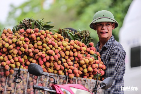 Vải Lục Ngạn đầu mùa đã rớt giá, chỉ còn 6.000-8.000đ/kg - Ảnh 5. Vải Lục Ngạn đầu mùa đã rớt giá, chỉ còn 6.000-8.000đ/kg - Ảnh 5.