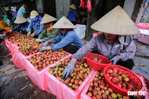 Vải Lục Ngạn đầu mùa đã rớt giá, chỉ còn 6.000-8.000đ/kg - Ảnh 7. Vải Lục Ngạn đầu mùa đã rớt giá, chỉ còn 6.000-8.000đ/kg - Ảnh 7.