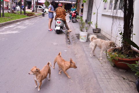 Bất ngờ khi người Nhật quy hoạch cả tiếng chó sủa ở chung cư - Ảnh 1. Bất ngờ khi người Nhật quy hoạch cả tiếng chó sủa ở chung cư - Ảnh 1.