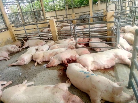 Lô heo nái 46 con dính thuốc an thần trước khi vào lò giết mổ - Ảnh 1.