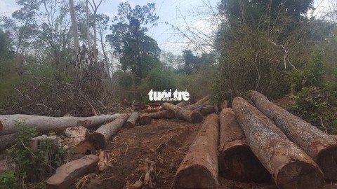 Một tháng 200 vụ phá rừng, ‘điểm nóng’ ở Đắk Nông, Điện Biên - Ảnh 1. Một tháng 200 vụ phá rừng, ‘điểm nóng’ ở Đắk Nông, Điện Biên - Ảnh 1.