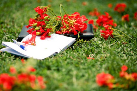 Nghe tiếng ve kêu, nhớ thời hoa đỏ - Ảnh 1. Nghe tiếng ve kêu, nhớ thời hoa đỏ - Ảnh 1.