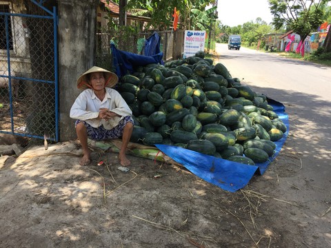 Lại đổ đống dưa hấu, lại kêu gọi giải cứu - Ảnh 1. Lại đổ đống dưa hấu, lại kêu gọi giải cứu - Ảnh 1.