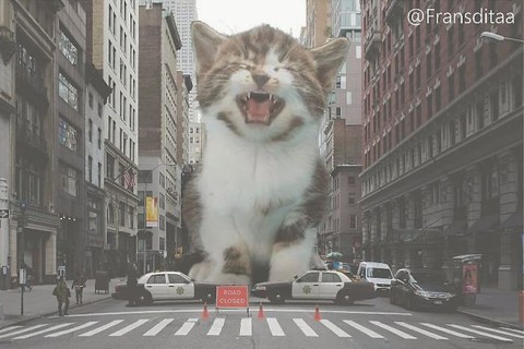 Mèo photoshop khác với mèo thật như thế nào? - Ảnh 4. Mèo photoshop khác với mèo thật như thế nào? - Ảnh 4.