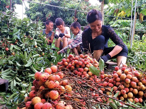 Mận Bắc, vải thiều: coi chừng mua lầm - Ảnh 1. Mận Bắc, vải thiều: coi chừng mua lầm - Ảnh 1.