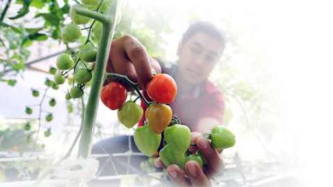 Người Sài Gòn đến Đà Lạt ngửi đất mua rau - Ảnh 1. Người Sài Gòn đến Đà Lạt ngửi đất mua rau - Ảnh 1.