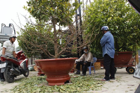 Đào mai nhộn nhịp vào Nam ra Bắc dịp Tết - Ảnh 2. Đào mai nhộn nhịp vào Nam ra Bắc dịp Tết - Ảnh 2.