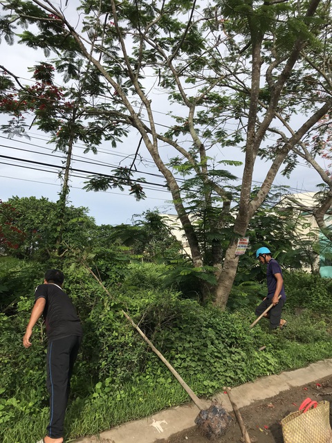 Trồng khắc phục cây xanh bị chết ở Sóc Trăng - Ảnh 2. Trồng khắc phục cây xanh bị chết ở Sóc Trăng - Ảnh 2.