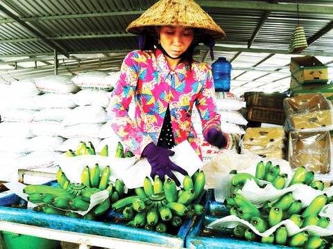 Chuối sạch chinh phục thế giới - Ảnh 1. Chuối sạch chinh phục thế giới - Ảnh 1.