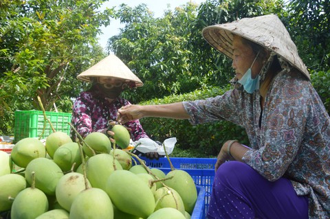Nông dân đừng trồng mù, bán mù - Ảnh 1. Nông dân đừng trồng mù, bán mù - Ảnh 1.