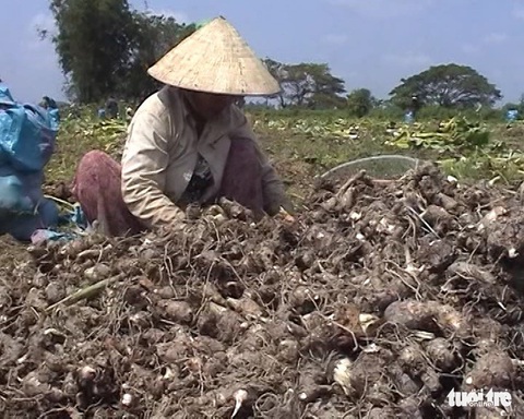 Doanh nghiệp hứa mua khoai môn cho nông dân bằng 40% hợp đồng - Ảnh 1. Doanh nghiệp hứa mua khoai môn cho nông dân bằng 40% hợp đồng - Ảnh 1.