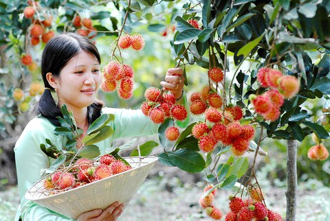 Về cù lao ăn chôm chôm miệt vườn - Ảnh 1.