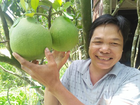 Dán tem thương hiệu cho bưởi - Ảnh 1. Dán tem thương hiệu cho bưởi - Ảnh 1.