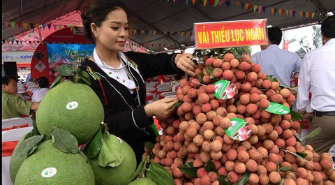 Vải thiều Lục Ngạn xịn về thủ đô, giá 29.000 đồng/kg - Ảnh 1. Vải thiều Lục Ngạn xịn về thủ đô, giá 29.000 đồng/kg - Ảnh 1.