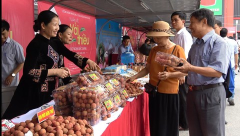 Vải thiều Lục Ngạn xịn về thủ đô, giá 29.000 đồng/kg - Ảnh 2. Vải thiều Lục Ngạn xịn về thủ đô, giá 29.000 đồng/kg - Ảnh 2.