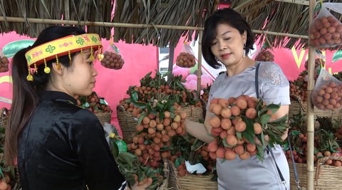 Vải thiều Lục Ngạn xịn về thủ đô, giá 29.000 đồng/kg - Ảnh 4. Vải thiều Lục Ngạn xịn về thủ đô, giá 29.000 đồng/kg - Ảnh 4.