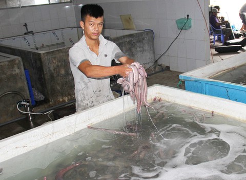 Làm giàu từ lươn biển sống - Ảnh 2. Làm giàu từ lươn biển sống - Ảnh 2.