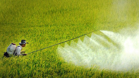 Loài ếch sẽ tuyệt chủng vì bị thuốc trừ sâu làm chuyển giới? - Ảnh 2. Loài ếch sẽ tuyệt chủng vì bị thuốc trừ sâu làm chuyển giới? - Ảnh 2.