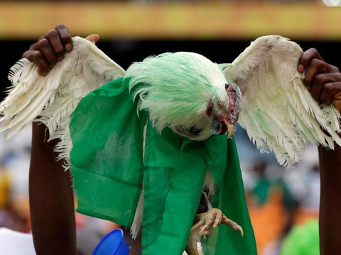 Cổ động viên Nigeria bị cấm mang gà vào sân vận động World Cup 2018 - Ảnh 1. Cổ động viên Nigeria bị cấm mang gà vào sân vận động World Cup 2018 - Ảnh 1.