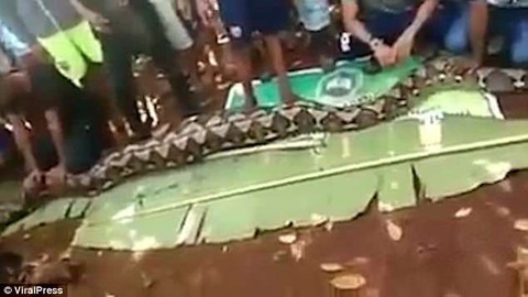 Trăn 7m nuốt chửng một phụ nữ Indonesia - Ảnh 2. Trăn 7m nuốt chửng một phụ nữ Indonesia - Ảnh 2.