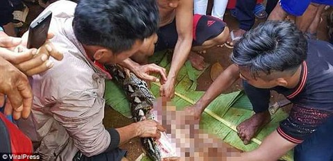 Trăn 7m nuốt chửng một phụ nữ Indonesia - Ảnh 1. Trăn 7m nuốt chửng một phụ nữ Indonesia - Ảnh 1.