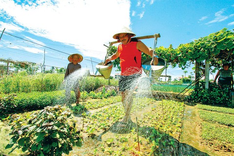 Khách Tây khoái du lịch cưỡi trâu ra đồng - Ảnh 2. Khách Tây khoái du lịch cưỡi trâu ra đồng - Ảnh 2.
