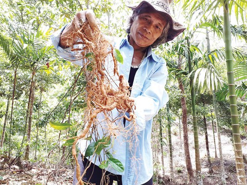 Người Cơ Tu và giấc mơ đổi đời mang tên ba kích - Ảnh 1. Người Cơ Tu và giấc mơ đổi đời mang tên ba kích - Ảnh 1.
