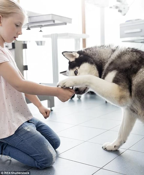 Giải mã ngôn ngữ cử chỉ những chú chó cưng - Ảnh 4. Giải mã ngôn ngữ cử chỉ những chú chó cưng - Ảnh 4.